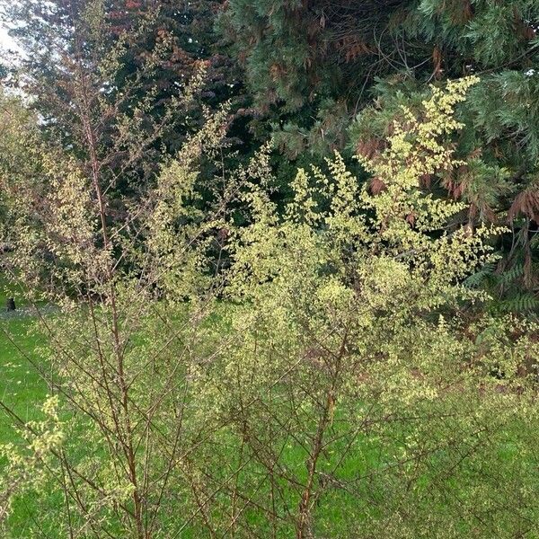 Artemisia annua Leaf