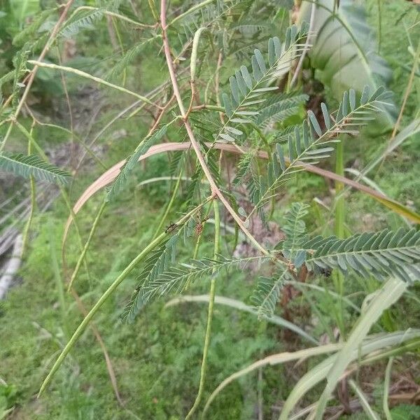 Sesbania sesban Leaf