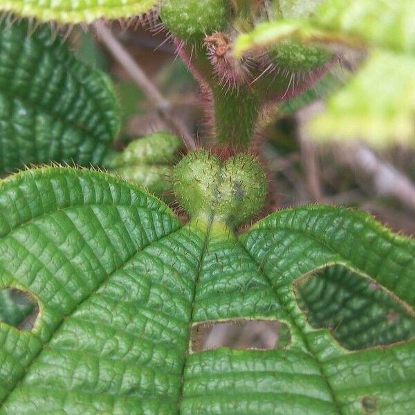 Miconia tococa Leaf