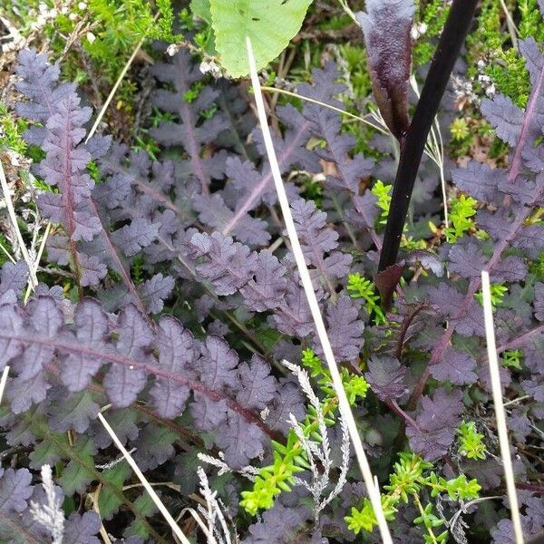 Pedicularis sceptrum-carolinum Folio