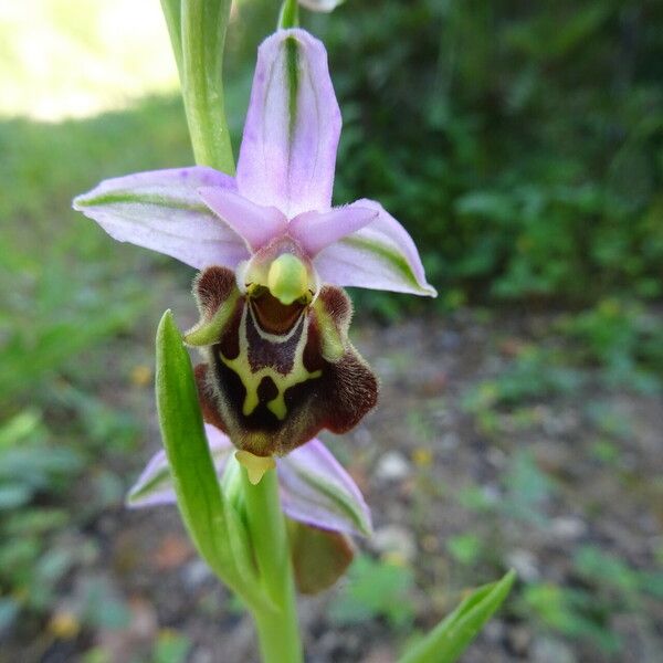 Ophrys × minuticauda Flower