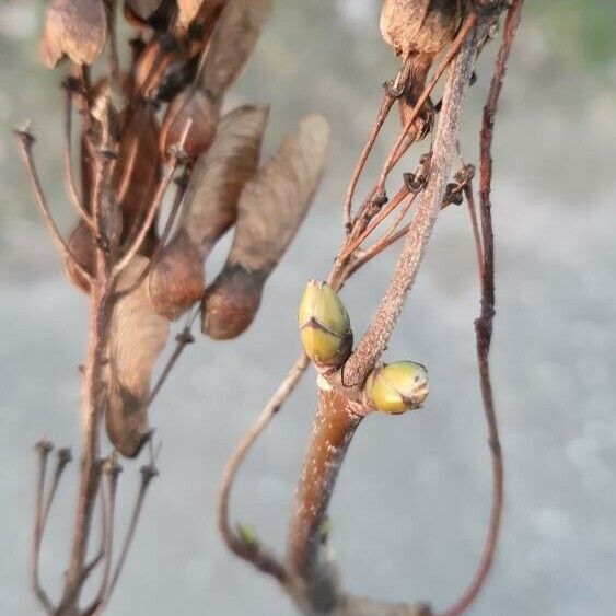 Acer opalus خشب