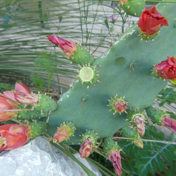 Opuntia elatior Arall