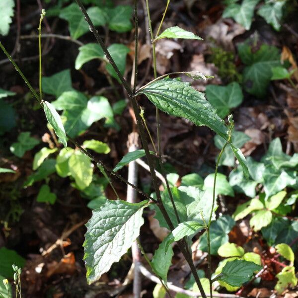 Lapsana communis Leaf