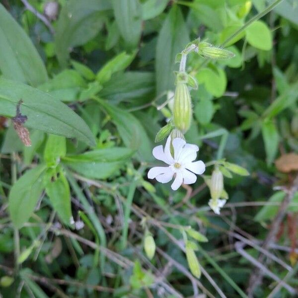 Silene dichotoma Flower