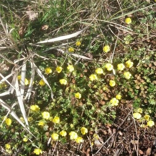 Potentilla pedata Flor