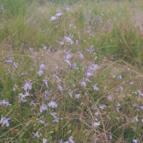 Lobelia kalmii Fiore