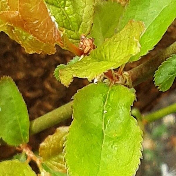 Prunus domestica Foglia