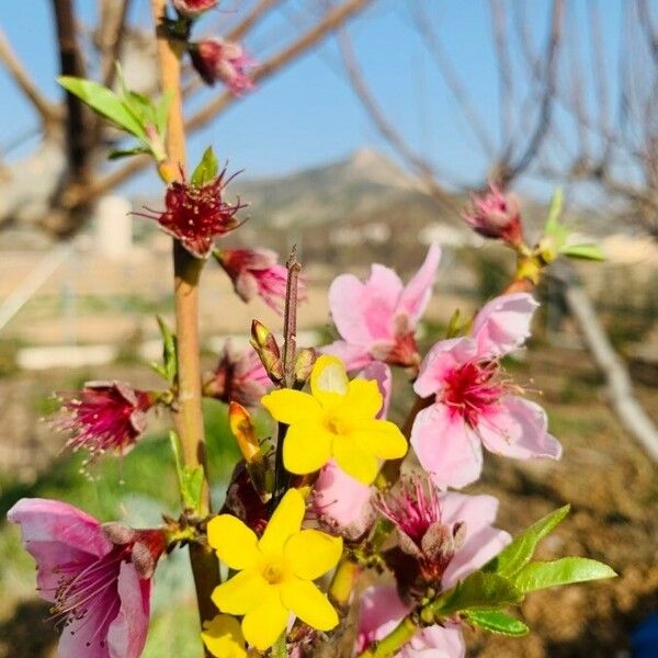 Prunus persica Çiçek