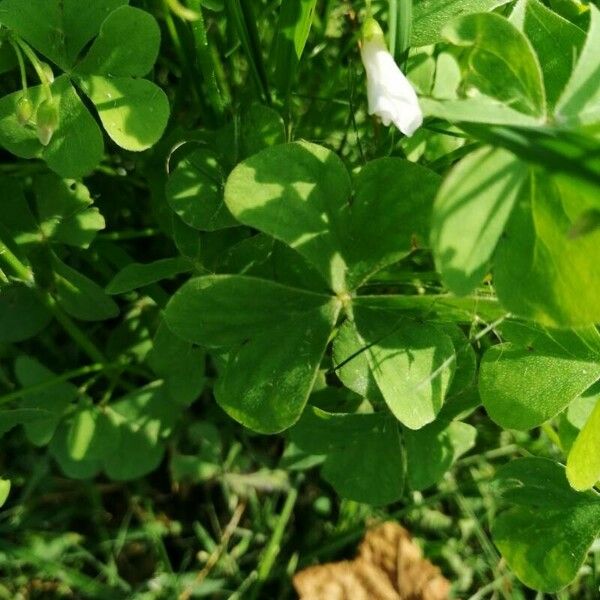 Oxalis incarnata Liść