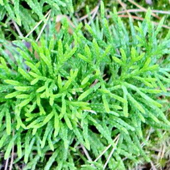 Lycopodium complanatum ᱥᱟᱠᱟᱢ