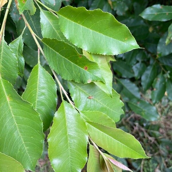 Prunus serotina Листок