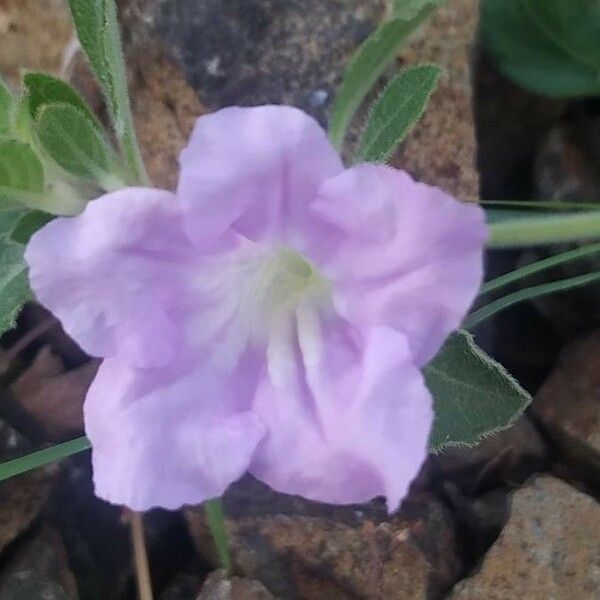 Ruellia humilis Flower