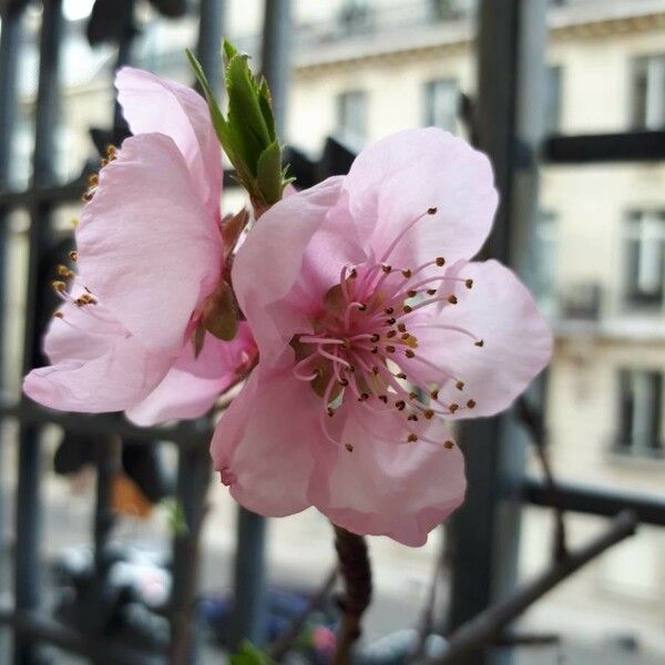 Prunus persica Flower