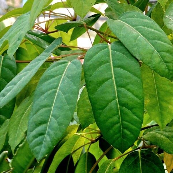 Tabebuia rosea Leaf