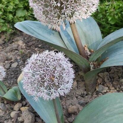 Allium karataviense Flower