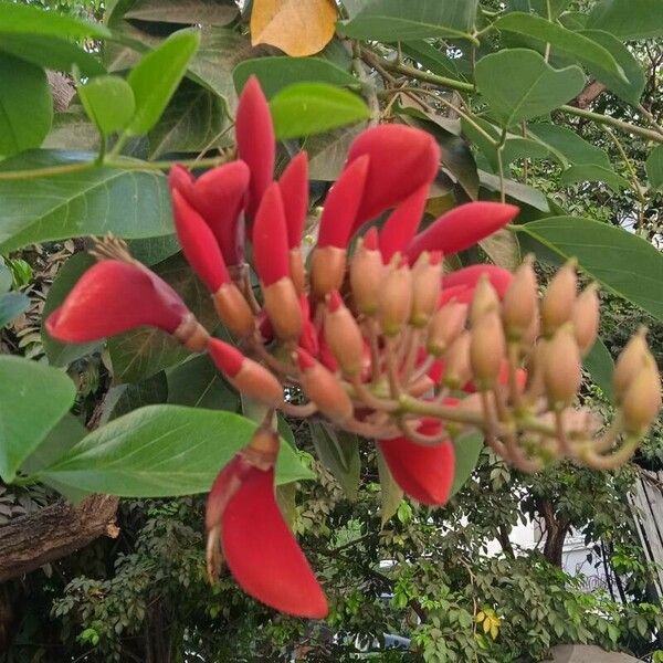 Erythrina fusca Кветка