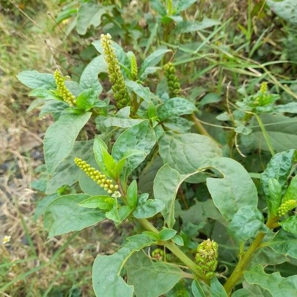 Phytolacca octandra موطن