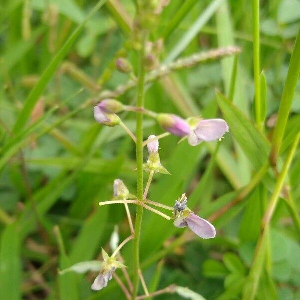 Desmodium paniculatum Květ