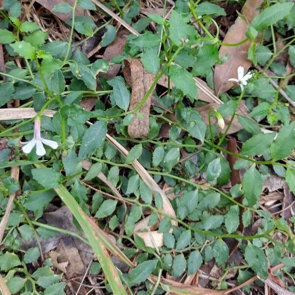 Lobelia purpurascens Hábito