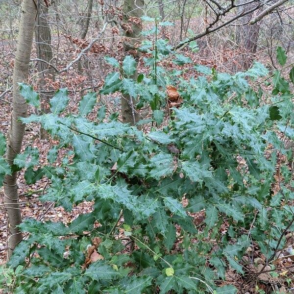 Ilex aquifolium Hábito