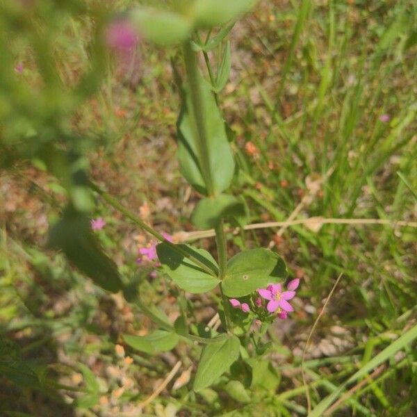 Centaurium erythraea Leaf