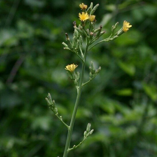 Lactuca quercina Flors