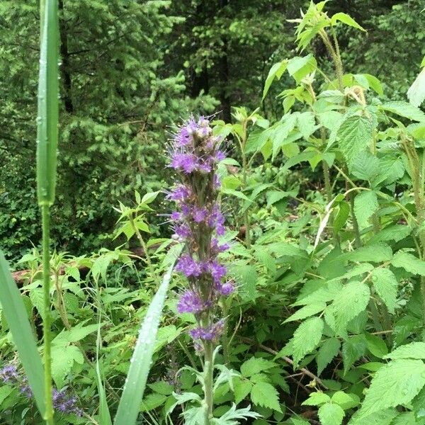 Phacelia sericea Flor