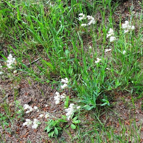 Silene vulgaris Hábitos