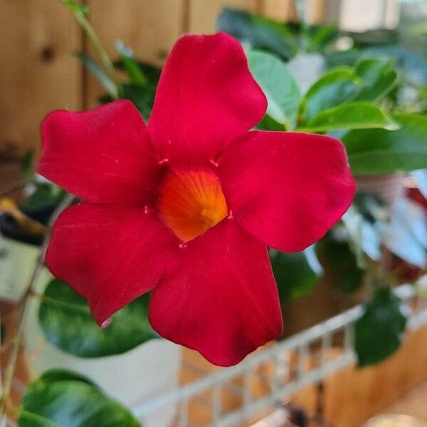 Mandevilla sanderi Kwiat