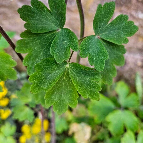 Aquilegia alpina Fuelha