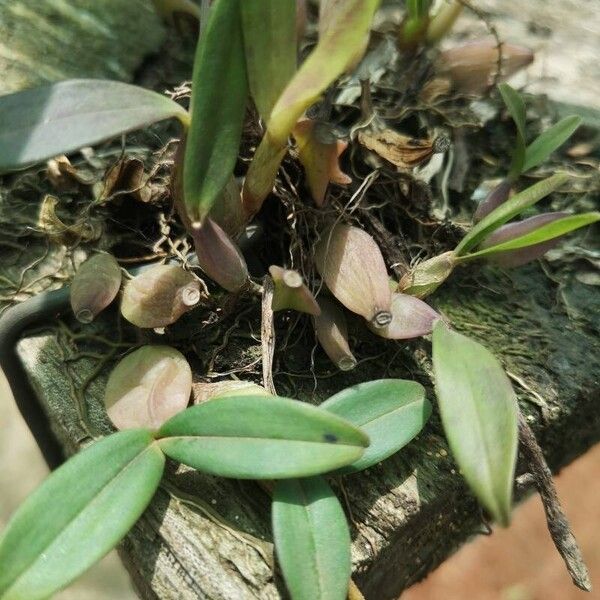 Bulbophyllum falcatum Habitus