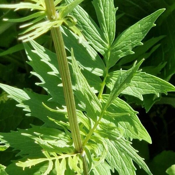 Valeriana officinalis Liść