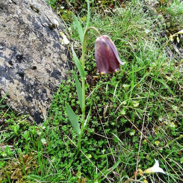 Fritillaria pyrenaica Облик