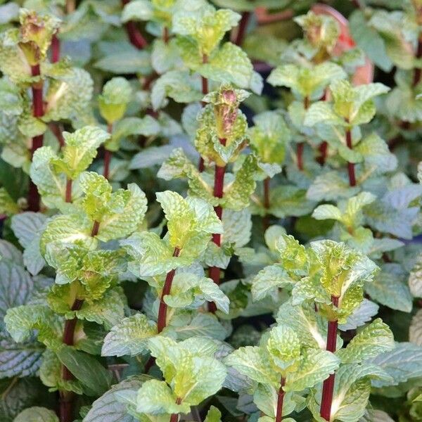 Mentha × rotundifolia Máis