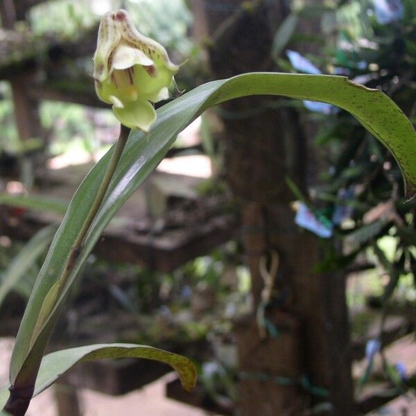 Polystachya galeata Fleur