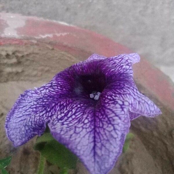 Petunia × atkinsiana Õis