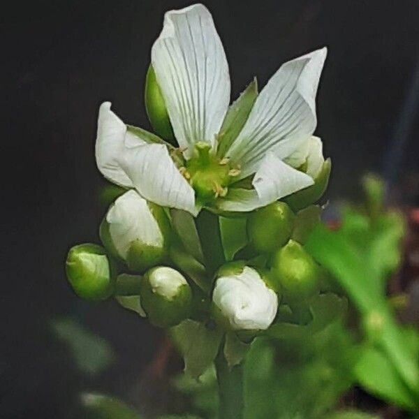 Dionaea muscipula Blomma