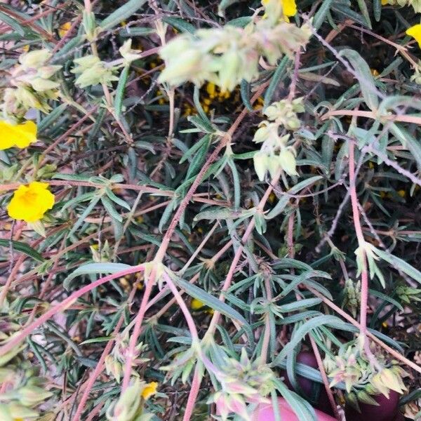 Helianthemum syriacum Lehti