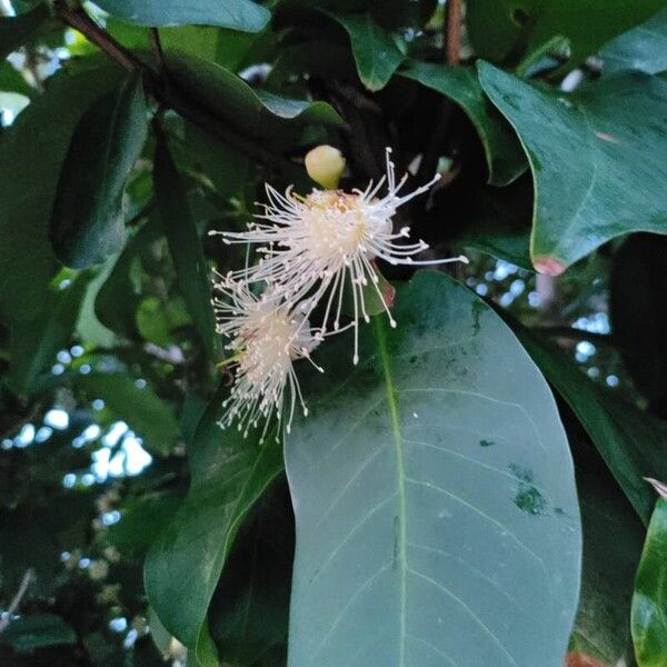 Syzygium aqueum Blomst