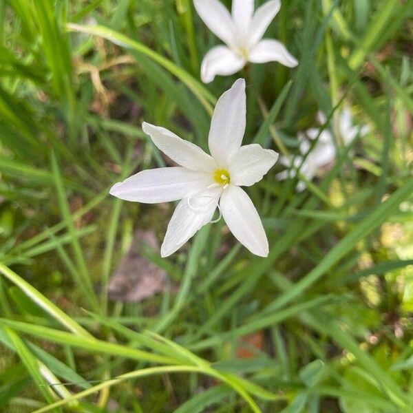 Sparaxis bulbifera Flower