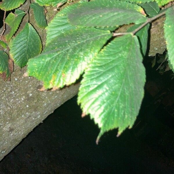 Ulmus glabra Лист