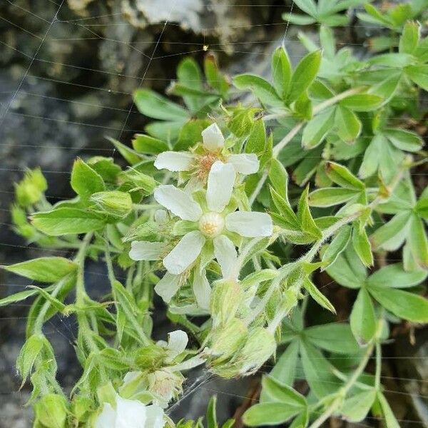 Potentilla caulescens Kwiat