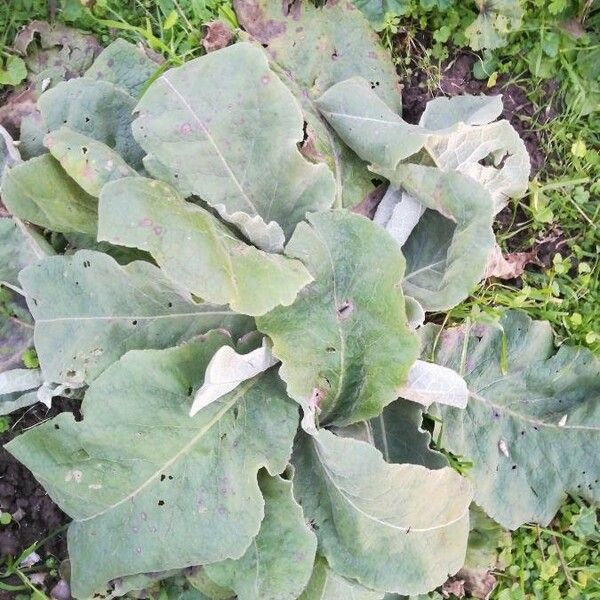 Verbascum thapsus Lehti