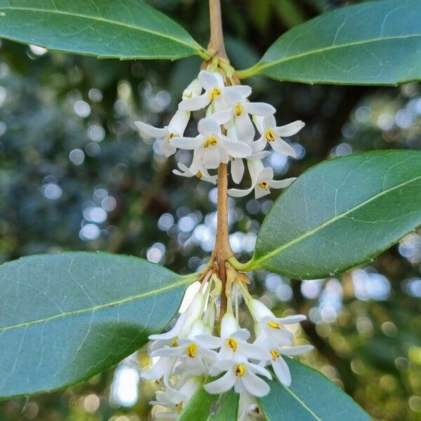 Osmanthus fragrans Flower