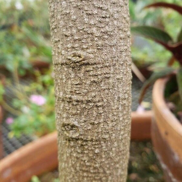 Averrhoa carambola Bark