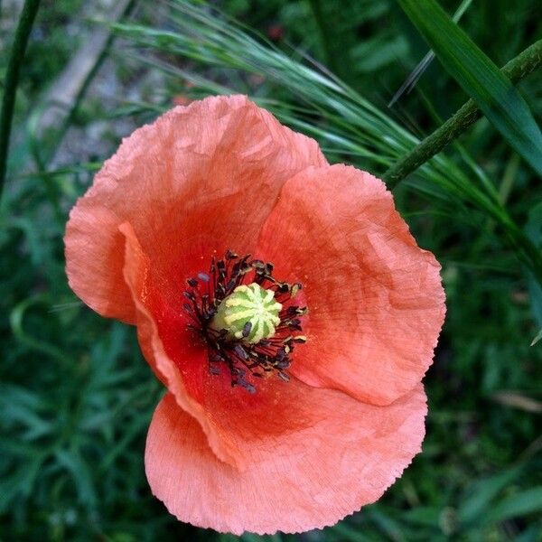 Papaver dubium Flor