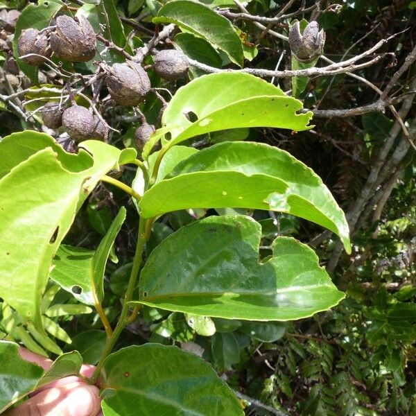 Agatea veillonii