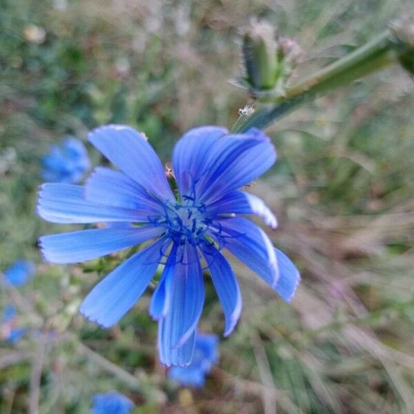 Cichorium endivia Žiedas