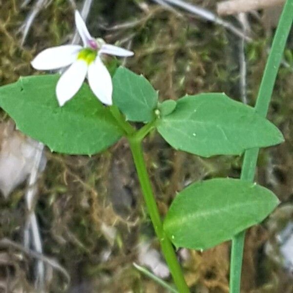 Lobelia purpurascens പുഷ്പം